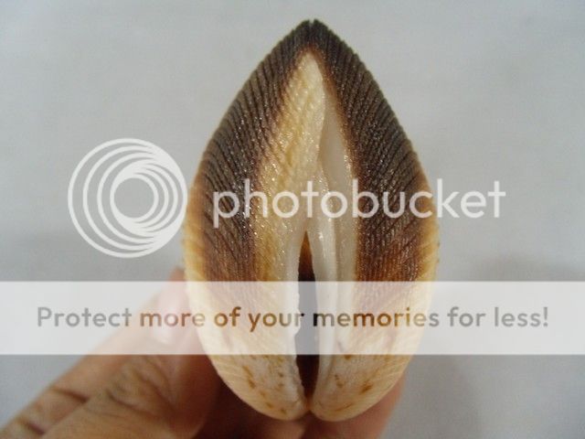 periglypta puerpera, 60 mm, f  /f